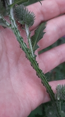 Carduus crispus