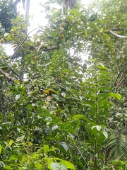 Artocarpus hirsutus
