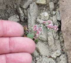 Eriogonum rotundifolium