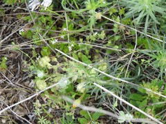 Valerianella discoidea