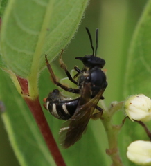 Lasioglossum fuscipenne