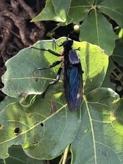 Microstylum oberthurii