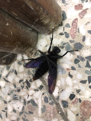 Microstylum oberthurii