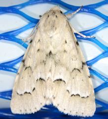 Acronicta innotata