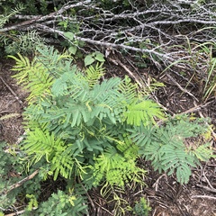 Senegalia berlandieri