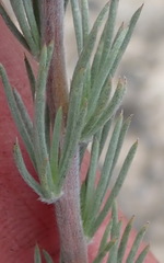 Aspalathus glabrescens