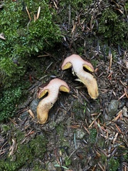 Phylloporus pelletieri