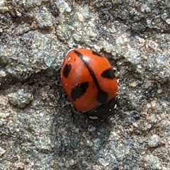 Coccinella alta
