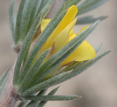 Aspalathus glabrescens