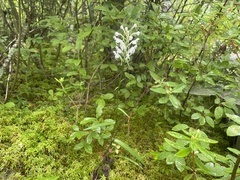 Platanthera blephariglottis blephariglottis