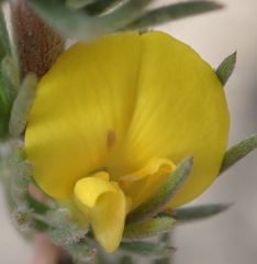 Aspalathus glabrescens