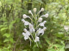 Platanthera blephariglottis blephariglottis