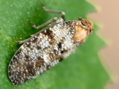 Synecdoche nemoralis