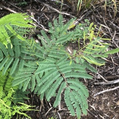 Senegalia berlandieri