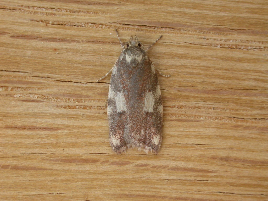 Syringoseca