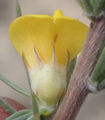 Aspalathus glabrescens