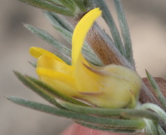 Aspalathus glabrescens