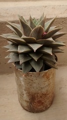 Echeveria purpusorum