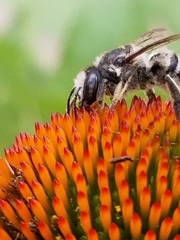 Megachile pugnata