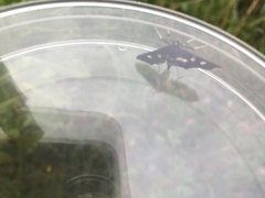 Pseudothyris sepulchralis