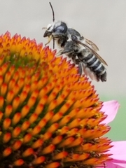 Megachile pugnata