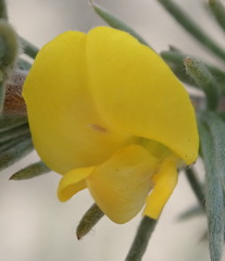 Aspalathus glabrescens