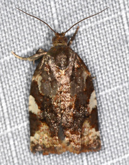 Archips mortuana