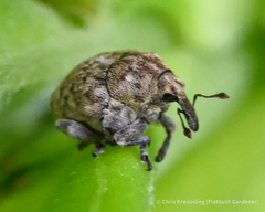 Acanthoscelidius acephalus