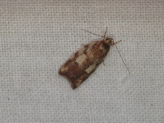 Syringoseca mimica