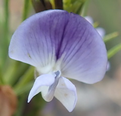 Psoralea diturnerae