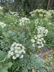 Ligusticum porteri