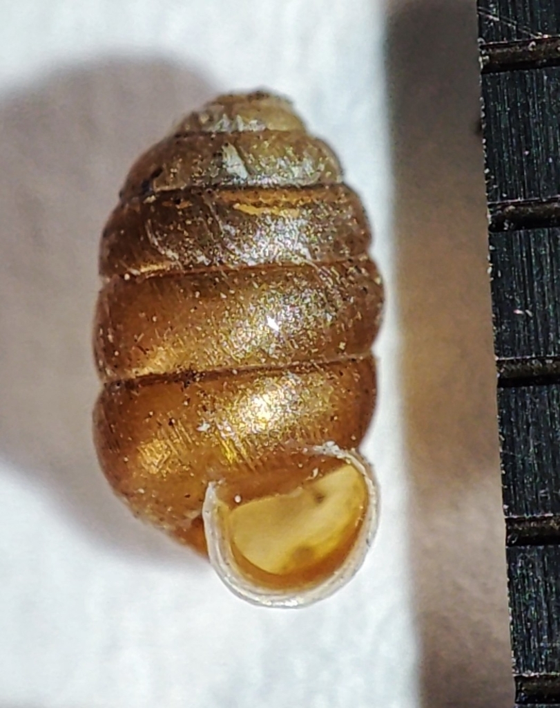Alpine moss snail