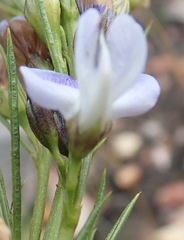 Psoralea diturnerae