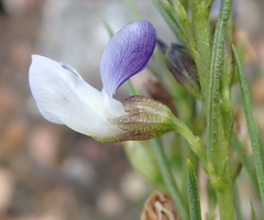 Psoralea diturnerae