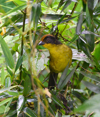Atlapetes tricolor crassus