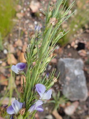Psoralea diturnerae