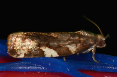 Archips mortuana