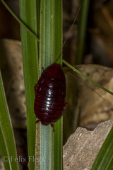 Eurycotis quadrisquamata