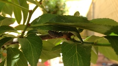 Psacasta exanthematica