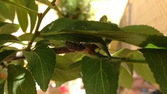 Psacasta exanthematica