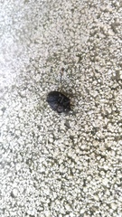 Psacasta exanthematica