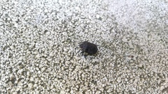 Psacasta exanthematica