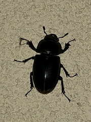 Lucanus ibericus