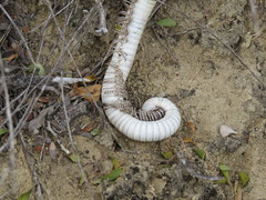 Orthoporus