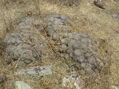 Coryphantha retusa