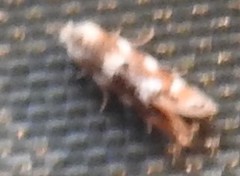 Bucculatrix coronatella