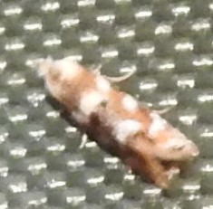 Bucculatrix coronatella