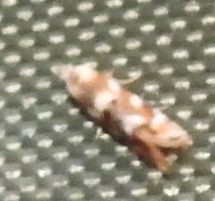 Bucculatrix coronatella