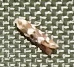 Bucculatrix coronatella