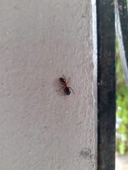 Camponotus